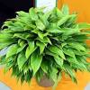 Approximately 1 ½ feet tall, from bottom of pot to top leaf. Https Encrypted Tbn0 Gstatic Com Images Q Tbn And9gcriarz6ijwv8wb0k72fdsfq8hiaftzmhayc Zxtizqw2ht0pt W Usqp Cau