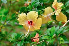 Image result for Hibiscus calyphyllus