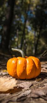 4 years ago on october 30, 2016. Autumn Pumpkin Wallpaper 42 Best Autumn Pumpkin Wallpaper And Images On Wallpaperchat