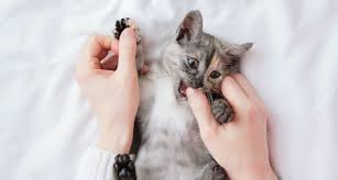 If that doesn't work, stand up and/or walk away. Why Is My Kitten Biting Me And How To Stop A Kitten Biting Phase Bechewy