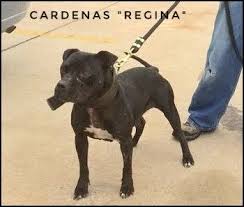 Pin En American Pit Bull Terrier Apbt Game Dog Working Pitbull Conditioned Apbt Pitbull Bull Dogs Pitbull Dog Red Nose Adba