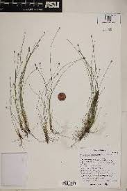 Image result for Eleocharis geniculata