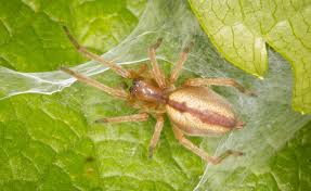 Image result for Struthiola scaettae