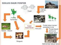 Daur nitrogen adalah salah satu daur biogeokimia yang terjadi di bumi karena adanya interaksi yang terjadi antar komponen dalam ekosistem. Pengertian Siklus Daur Biogeokimia Fungsi Macam Macam Daur Biogeokimia Lengkap Asro