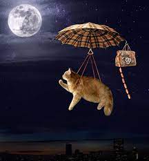 Desktophintergrund vkatze mond want to discover art related to desktophintergrund? Bilder Von Hauskatze Lustige Mond Kreativ Wiener Wurstchen Flug