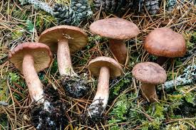 Image result for Lactarius mutabilis