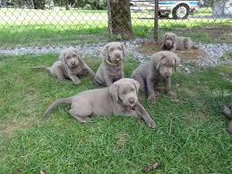 Puppies with more wag, and less bark! Silver Valley Labs Home Facebook