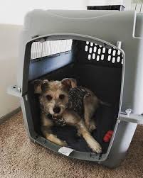 The Petmate Sky Kennel Is The Ideal Kennel For Your Pet S Comfort And Security Pet Mat Pet Safety Kennel