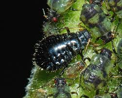 The shorter amount of daylight in fall and cool temperatures are two factors that lead. Aphids On Poplar And Aspen Identification Images Ecology