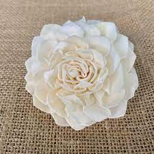 Check spelling or type a new query. Sola Dali Flower Wholesale Luv My Flowers Wholesale