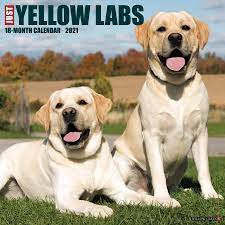 Our purebred black lab shelby came to us as a rescue. Just Yellow Labs 2021 Wall Calendar Dog Breed Calendar Willow Creek Press 0709786058280 Amazon Com Books