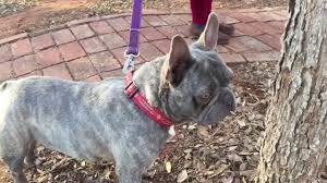 Lilac king kc french bulldog health tested stud dog. Lilac French Bulldog Stud Youtube