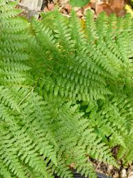 Image result for Pteridium aquilinum