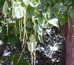 Image result for Catalpa