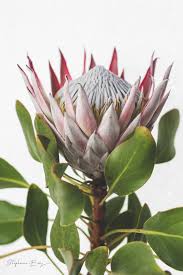 Proteas put on a gorgeous display in gardens, mainly through the late winter and spring months. King Proteas Picflick