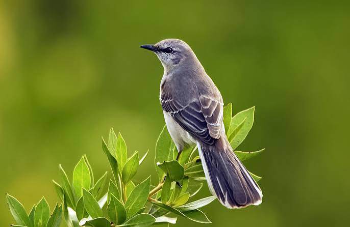 Animal Spirits: The Mockingbird | Through the Peacock's Eyes