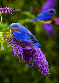 Blue Birds And Flowers Wallpaper Pin On Backyard Landscape