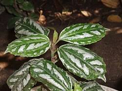 Image result for Pilea sublucens