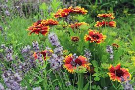 Is Blanket Flower Poisonous