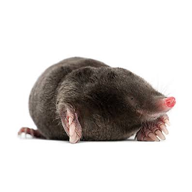 How to Get Rid of Moles | Moles in Garden | Havahart®