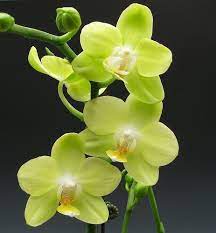 Orchids Phalaenopsis Taida Smile Taida Little Green 016 Orchids Orchid Flower Phalaenopsis Orchid