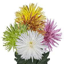 Best Assorted Chrysanthemum Fuji Spider Mums Globalrose