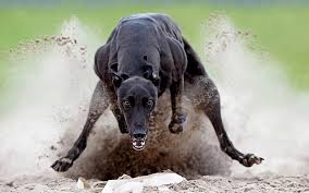 At the airport, under no circumstances, can you take the dog out of the carrier. Greyhounds 1080p 2k 4k 5k Hd Wallpapers Free Download Wallpaper Flare
