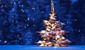 Perayaan natal tidak lengkap jika di gereja dan di rumah tidak ada. Rayakan Natal Pilih Pohon Asli Atau Palsu