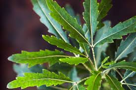 Image result for Plerandra