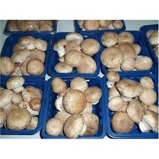 Maybe you would like to learn more about one of these? Portobello Mushroom Packaging Type Pp Bag Packaging Size 5 20 Kg Rs 200 Kg Id 7907162973