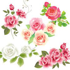 Pink White Rose Flower Vector Roses Clipart Pink Rose Flower Png And Vector With Transparent Background For Free Download Pink Flowers Background White Rose Flower Rose Flower Png
