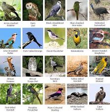 Garden Birds Of South Africa Pin On Cubs