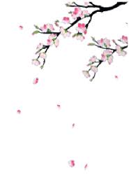 A motorcycle goes through the stage a few times. Transparent Cherry Blossom Gif Background