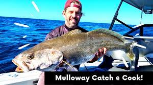Catch And Cook | Mulloway Fishing Ballina | Pickled Fish Recipe! - Youtube