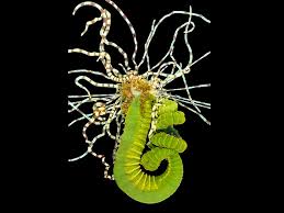 Image result for Polystachya polychaete