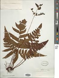 Image result for Triplophyllum