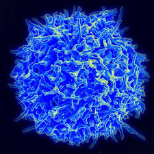 Healthy Human T Cell Immunotherapy Cancer Cell Therapy T Cell