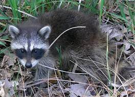 Naturdetektive Fur Kinder Www Naturdetektive De Waschbaren