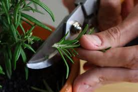 Image result for rosemary pruning