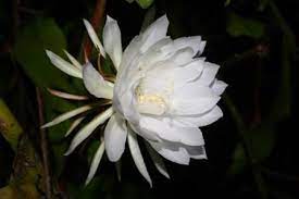 The flowers are short lived, and some of these species, such as selenicereus grandiflorus, bloom only once a year, for a single night. Night Blooming Cereus Queen Of The Night Orchid Cactus Epiphyllum Fragrant Plants Almost Eden