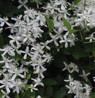 Maybe you would like to learn more about one of these? Virgin S Bower Sweet Autumn Clematis