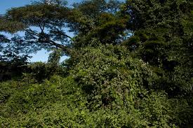 Image result for Paralepistemon shirensis