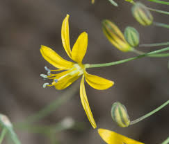 Image result for Asparagaceae