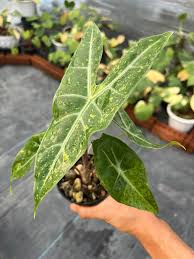 Image result for Kotschya longiloba