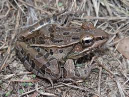 Image result for Leptochloa obtusiflora