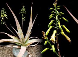 Image result for Aloe veseyi