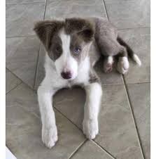 The current median price for all border collies sold is $1,025.00. Registered Border Collie Dog Breeders In Darwin