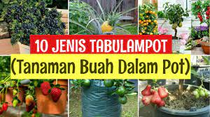 Tentu dalam jumlah yang wajar dan memadai, karena tanaman membutuhkan sinar matahari untuk proses fotosintesis. Tanaman Buah Dalam Pot Yang Cepat Berbuah Jenis Tabulampot Cepat Berbuah Youtube