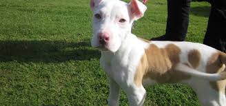 Star pitbulls puppies reserves the right to release your spot on the reservation list if payment is not received on time. Sunlive