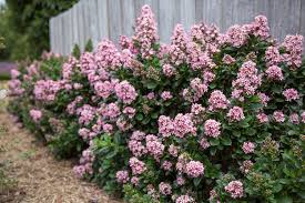 Image result for Escallonia